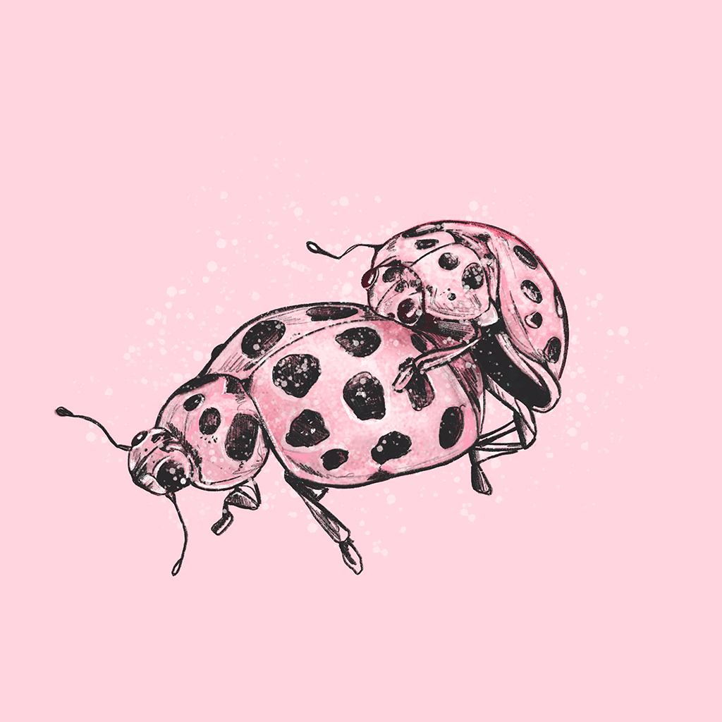 Love Ladybugs