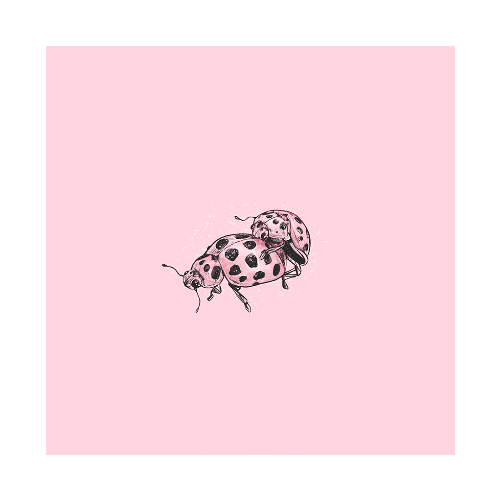 Love Ladybugs